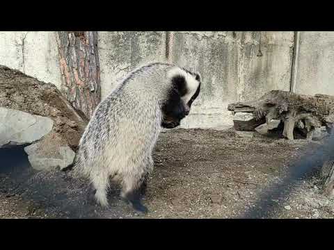 მაჩვური აერობიკა თბილისის ზოოპარკში / Badger-style aerobics at Tbilisi Zoo